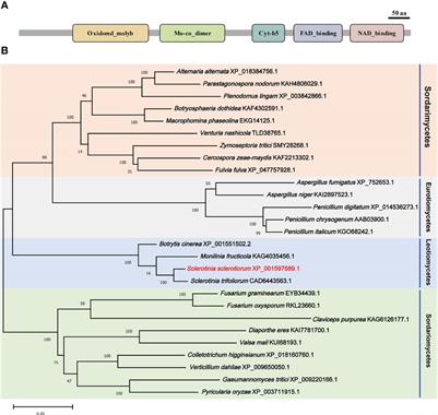 Nitrate reductase is required for sclerotial development and virulence of Sclerotinia sclerotiorum